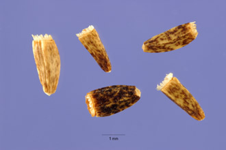 Cichorium intybus